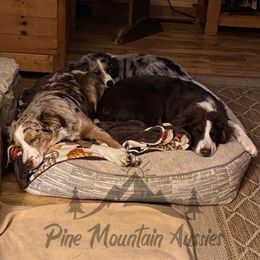 Australian Shepherd Puppies from Pine Mountain Aussies