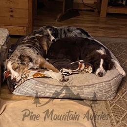 Australian Shepherd Puppies from Pine Mountain Aussies