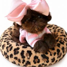 Coco - Liver female Shih Tzu puppy in Dallas, Texas from Heart and Soul Shih Tzu