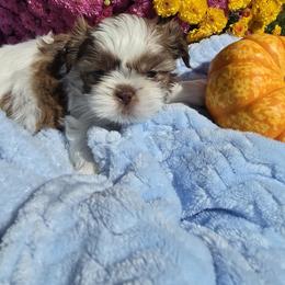 Ollie - Red and white male Shih Tzu puppy in Buffalo, New York from Shih Tzu's by Jen