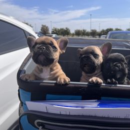 French Bulldog Puppies from Rockstar Kennel