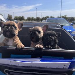 French Bulldog Puppies from Rockstar Kennel