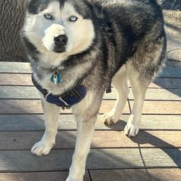 Max - Siberian Husky