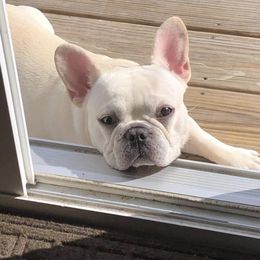 Kilo - French Bulldog