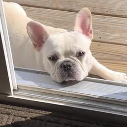 Kilo - French Bulldog