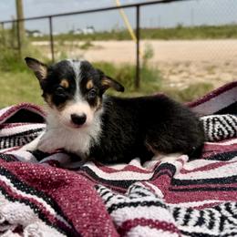 Menace - Tri-color male Border Collie puppy in Odessa, Texas from High Velocity Stockdogs