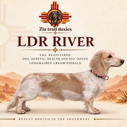River - Dachshund