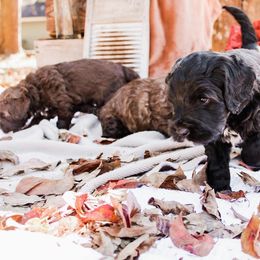 Australian Labradoodle Puppies from Harmony Labradoodles