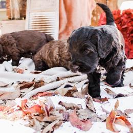 Australian Labradoodle Puppies from Harmony Labradoodles