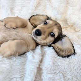 Dachshund Puppies from Leroux Creek Cream Dachshunds