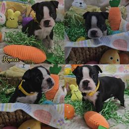 Kona - Black and white female Boston Terrier puppy in Clinton Township, Michigan from Greenberg's Boston Terriers & Bullies of Metro Detroit