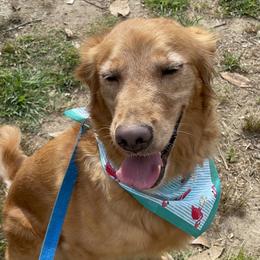 Hope - Golden Retriever