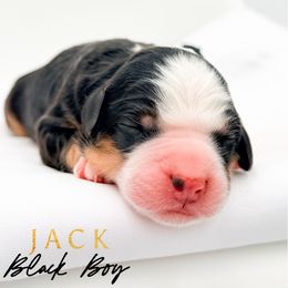 JACK - Tri-color male Bernedoodle puppy in Tipton, Indiana from Country Creek Doodles