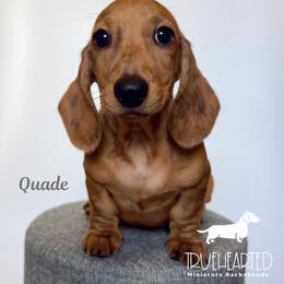 Quade - Dapple male Dachshund puppy in Royse City, Texas from Truehearted Miniature Dachshunds
