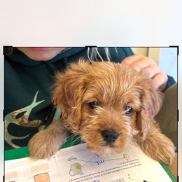 Lady - Cavapoo puppy from Cavalier Girls