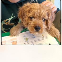 Lady - Cavapoo puppy from Cavalier Girls