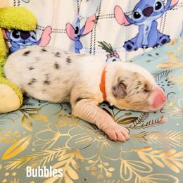 Australian Shepherd Puppies from Gordon and Sons Farms