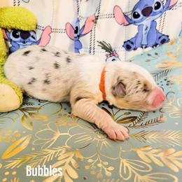 Australian Shepherd Puppies from Gordon and Sons Farms