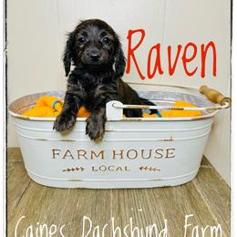 Raven - Brindle female Dachshund puppy in Cincinnati, Ohio from Caines Dachshund Farm