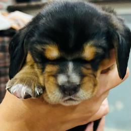 Female black and tan (Nova) - Black and brown female Basset Hound puppy in Oviedo, Florida from Boss Farms