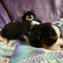Marley Mae - Tri-color female Cavalier King Charles Spaniel puppy in Fairmount, Indiana from Dream Maker Cavaliers