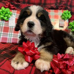 Bernese Mountain Dog Puppies from Carma Que’s Bernese Mountain Dogs