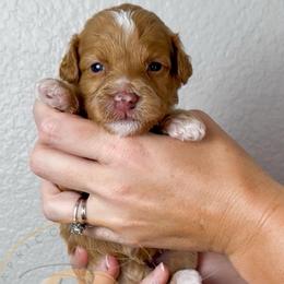Sage - Apricot female Goldendoodle puppy in Murrieta, California from Apricot Poodles & Goldendoodles, LLC