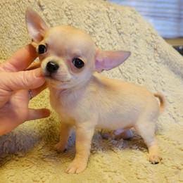 Teddy Bear - Fawn male Chihuahua puppy in Ligonier, Indiana from Country Charm Chihuahuas