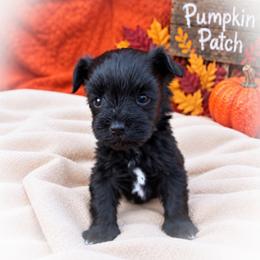 Heath - Black male Miniature Schnauzer puppy in Dorr, Michigan from Enchanted Paws