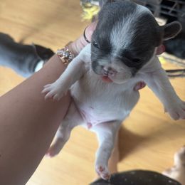 Flower - White female French Bulldog puppy in Prineville, Oregon from Felicia's Frenchies