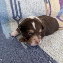 Chance - Red tri-color male Miniature American Shepherd puppy in Florence, Oregon from NW Aloha Miniature American Shepherds