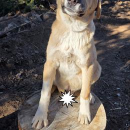 Central Asian Shepherd Dog and Kangal Puppies from VSH Kangal Dogs & Central Asian Shepards/Alabai
