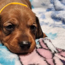 Carmella - Red female Dachshund puppy in Penrose, Colorado from Double Trouble Dachshunds