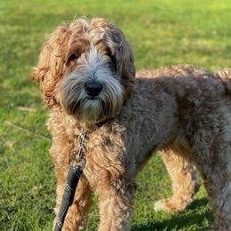 Timmy - Australian Labradoodle
