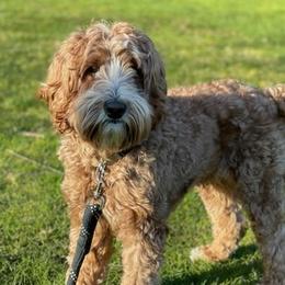 Timmy - Australian Labradoodle