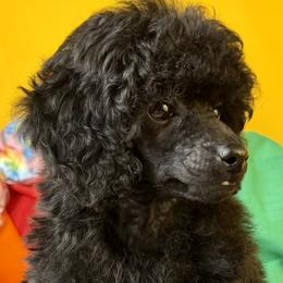 Green Collar Boy - Black male Poodle puppy in Kingston, Oklahoma from Tribal Poodles