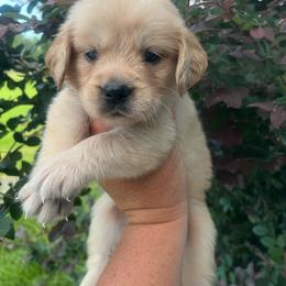 Purple collar - Golden female Golden Retriever puppy in Jesup, Georgia from Painted Platinum Retrievers (Painted Platinum Kennel) PPK