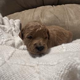 Boston - Apricot female Goldendoodle puppy in Graham, North Carolina from Geise Meadow Doodles