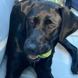 Bulldogs and Labrador Retrievers from Stout's Hunting Labs and trsbullies