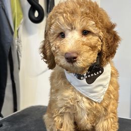 Stargazer - Caramel red Labradoodle puppy in Chelan, Washington from North Cascades Doodles