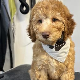 Stargazer - Caramel red Labradoodle puppy in Chelan, Washington from North Cascades Doodles