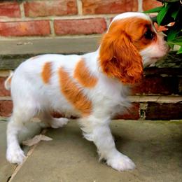 Brigatine - Blenheim female Cavalier King Charles Spaniel puppy in Watsontown, Pennsylvania from Huntsman Cavaliers