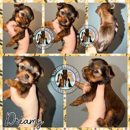 Dreamy - Black and gold female Yorkshire Terrier puppy in London, Kentucky from Soto Yorkies
