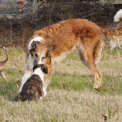 Borzoi Puppies from Rezance Borzoi