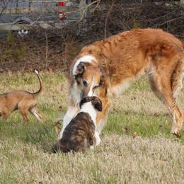 Borzoi Puppies from Rezance Borzoi