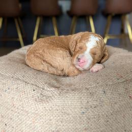 Brooks - Apricot male Goldendoodle puppy in Prattville, Alabama from Jericho Junction Doodles and Poodles