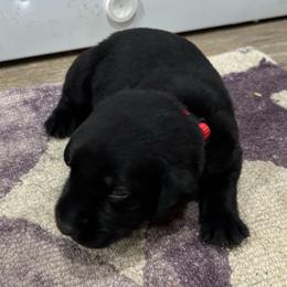 Logan - Black male Labrador Retriever puppy in Mount Olive, Mississippi from 3 King Kennels