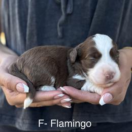 Flamingo - Chocolate female Australian Labradoodle puppy in Morgan Hill, California from Loving Labradoodles