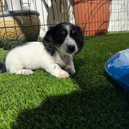 Dasani - Piebald female Dachshund puppy in Temecula, California from Naomi Magee's Dachshund Kennel