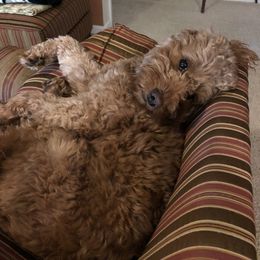 Goldendoodle Puppies from Coal Country Doodles